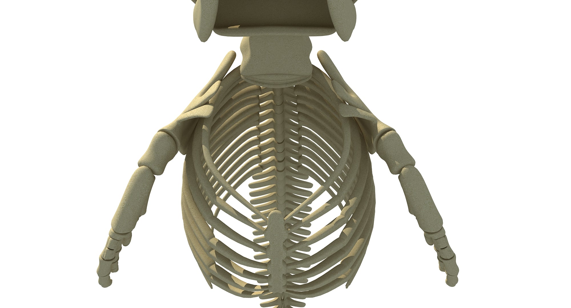 Killer Whale 3D Skeleton
