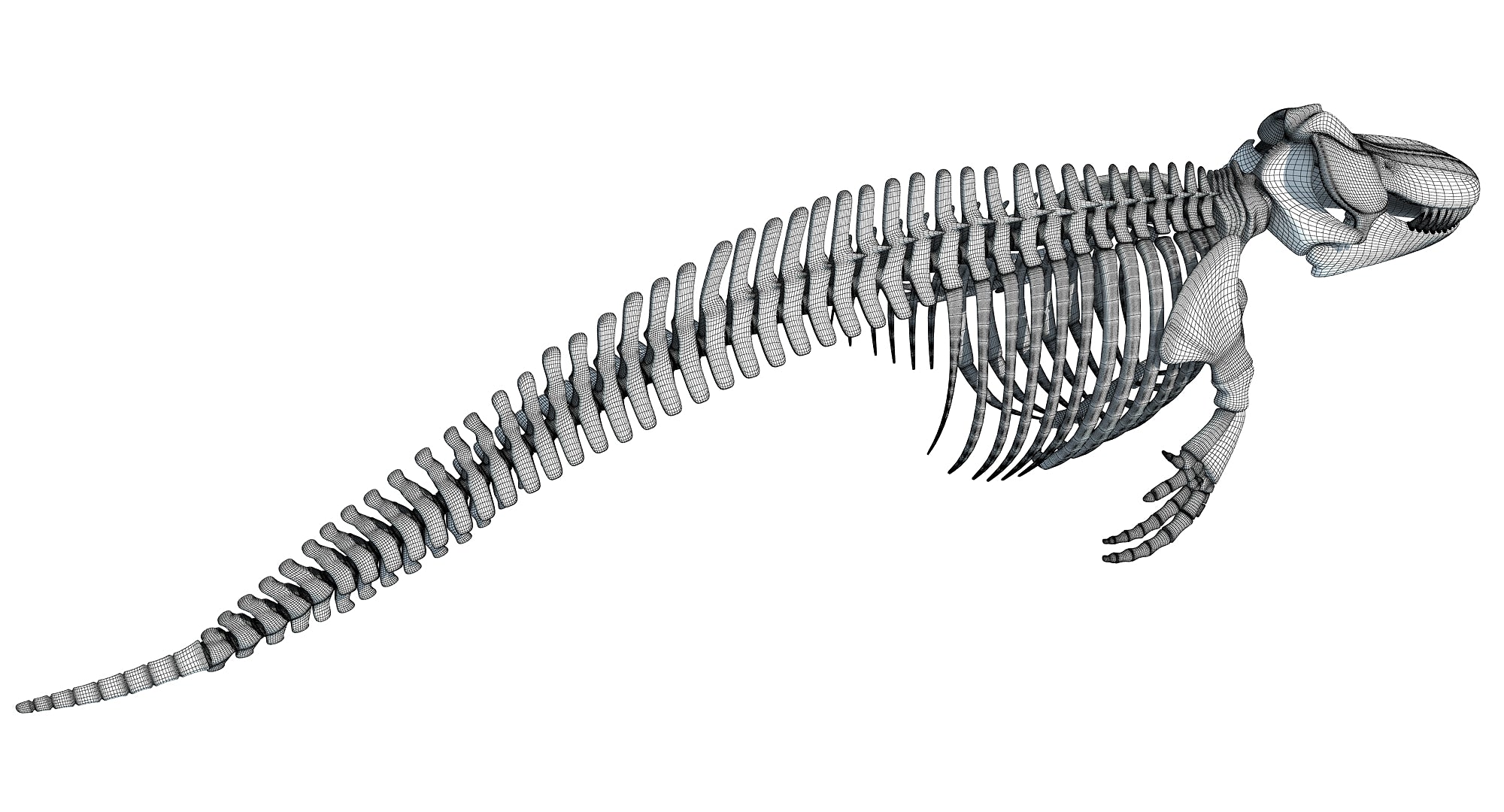 Killer Whale Orca Skeleton