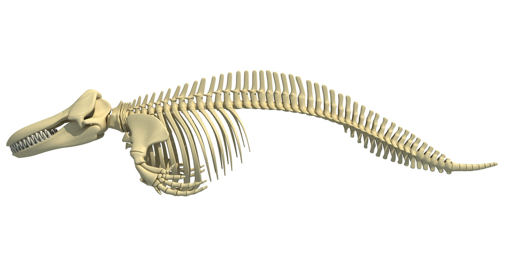 Killer Whale 3D Skeleton