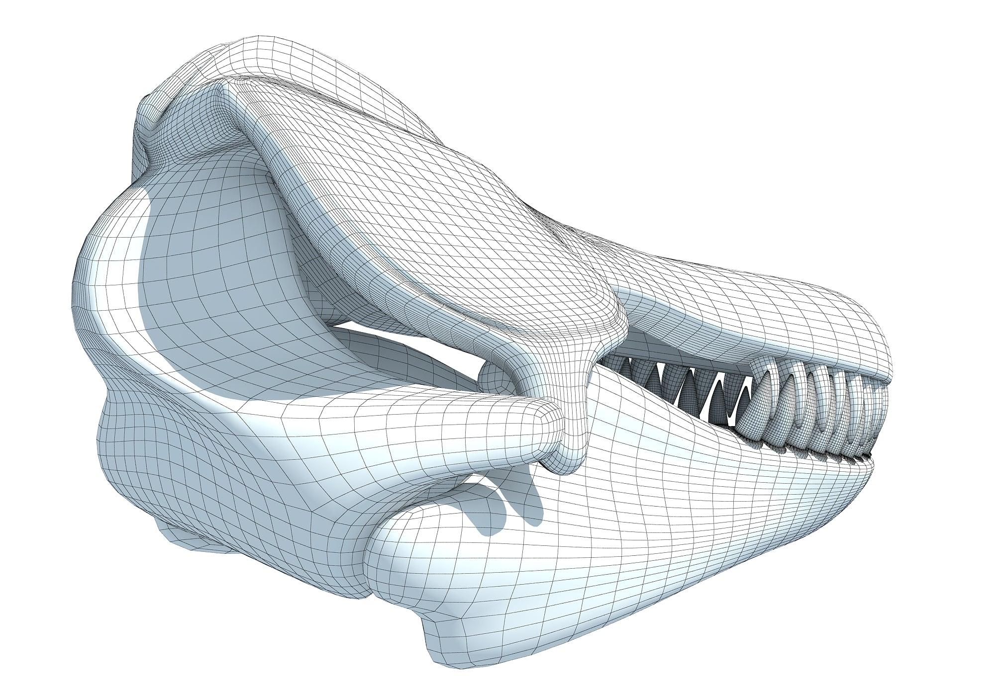 Killer Whale Skull