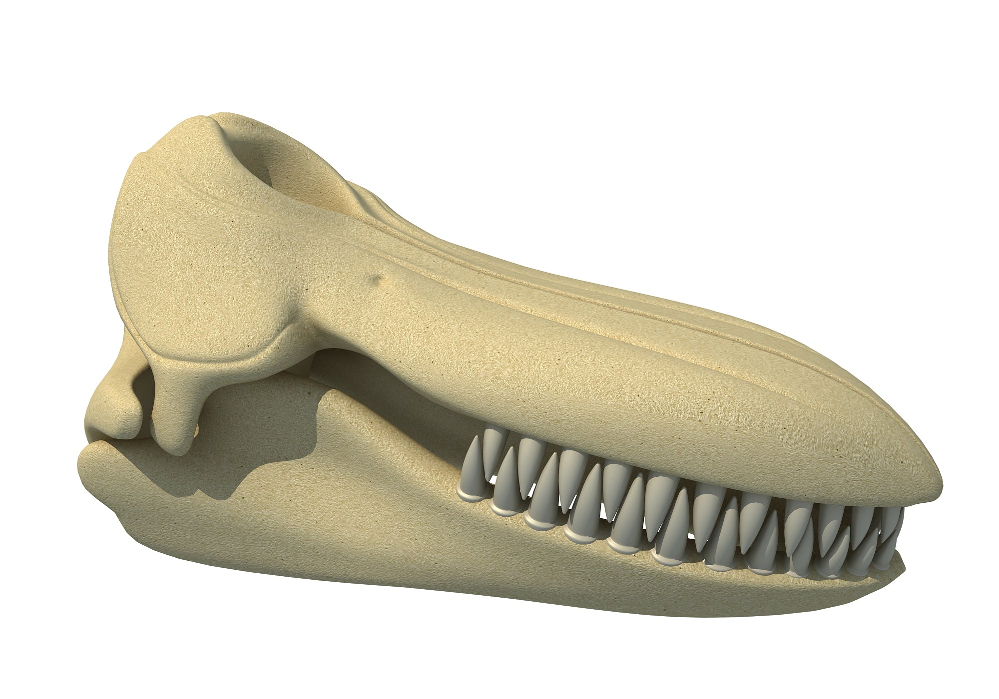 Killer Whale Skull