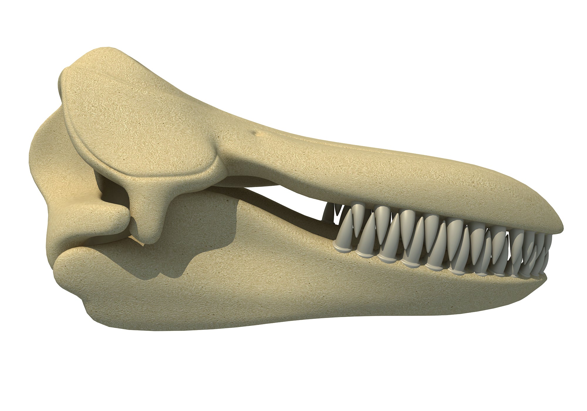 Killer Whale Skull
