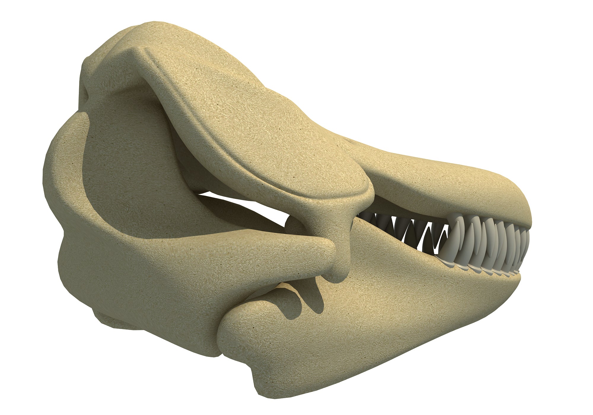Killer Whale Skull