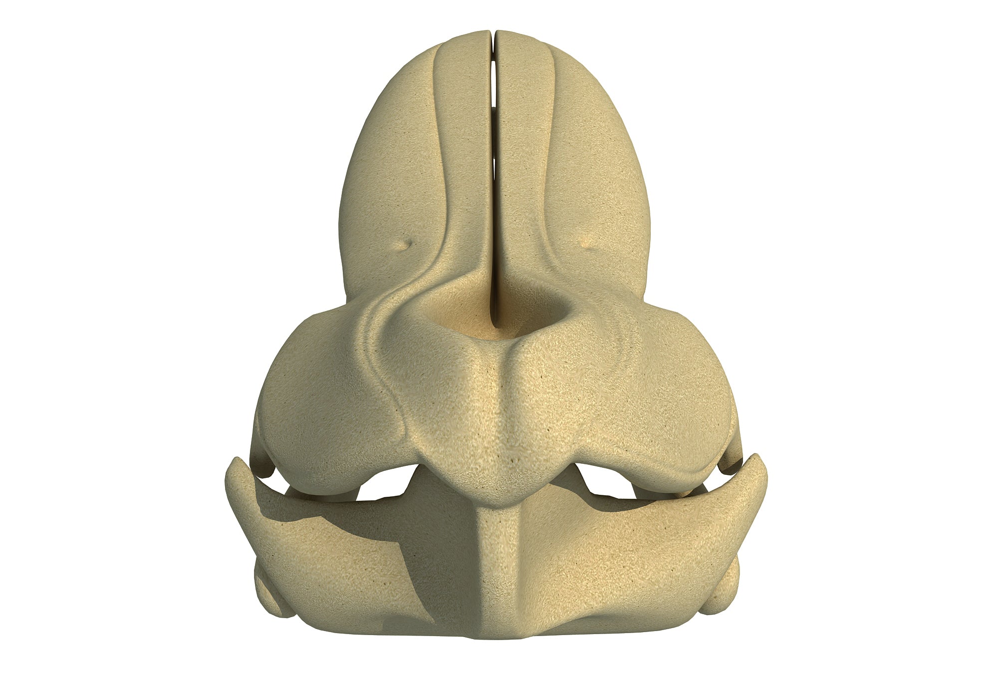 Killer Whale Skull
