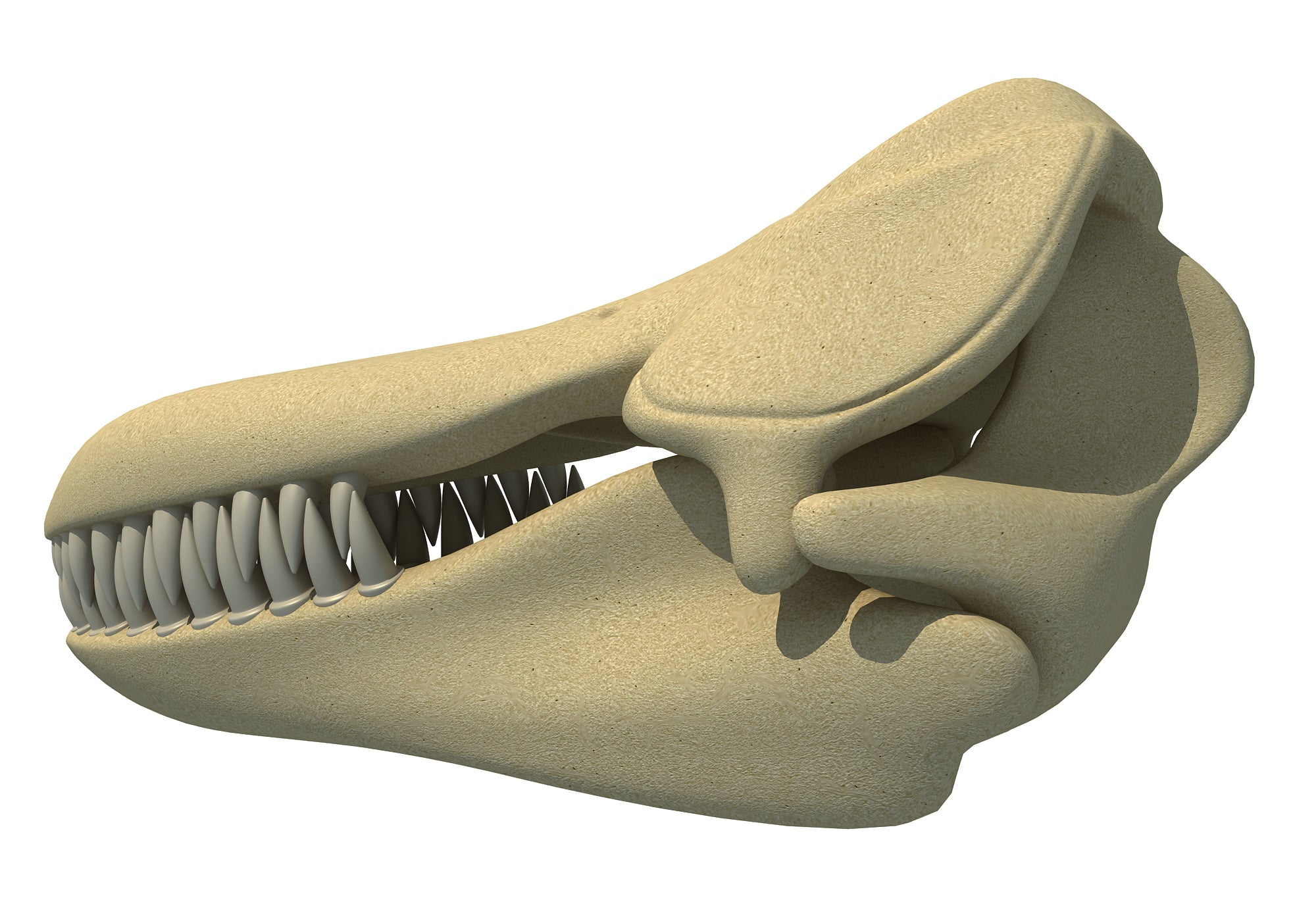 Killer Whale Skull