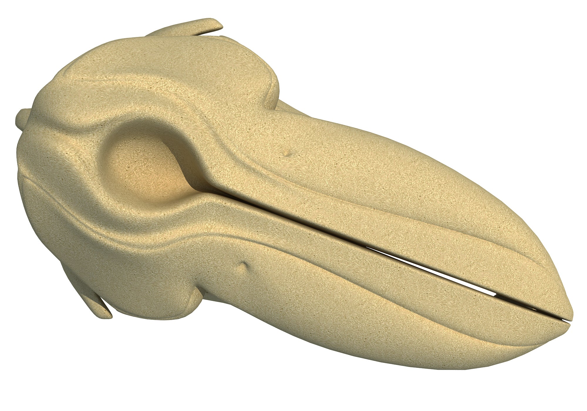 Killer Whale Skull