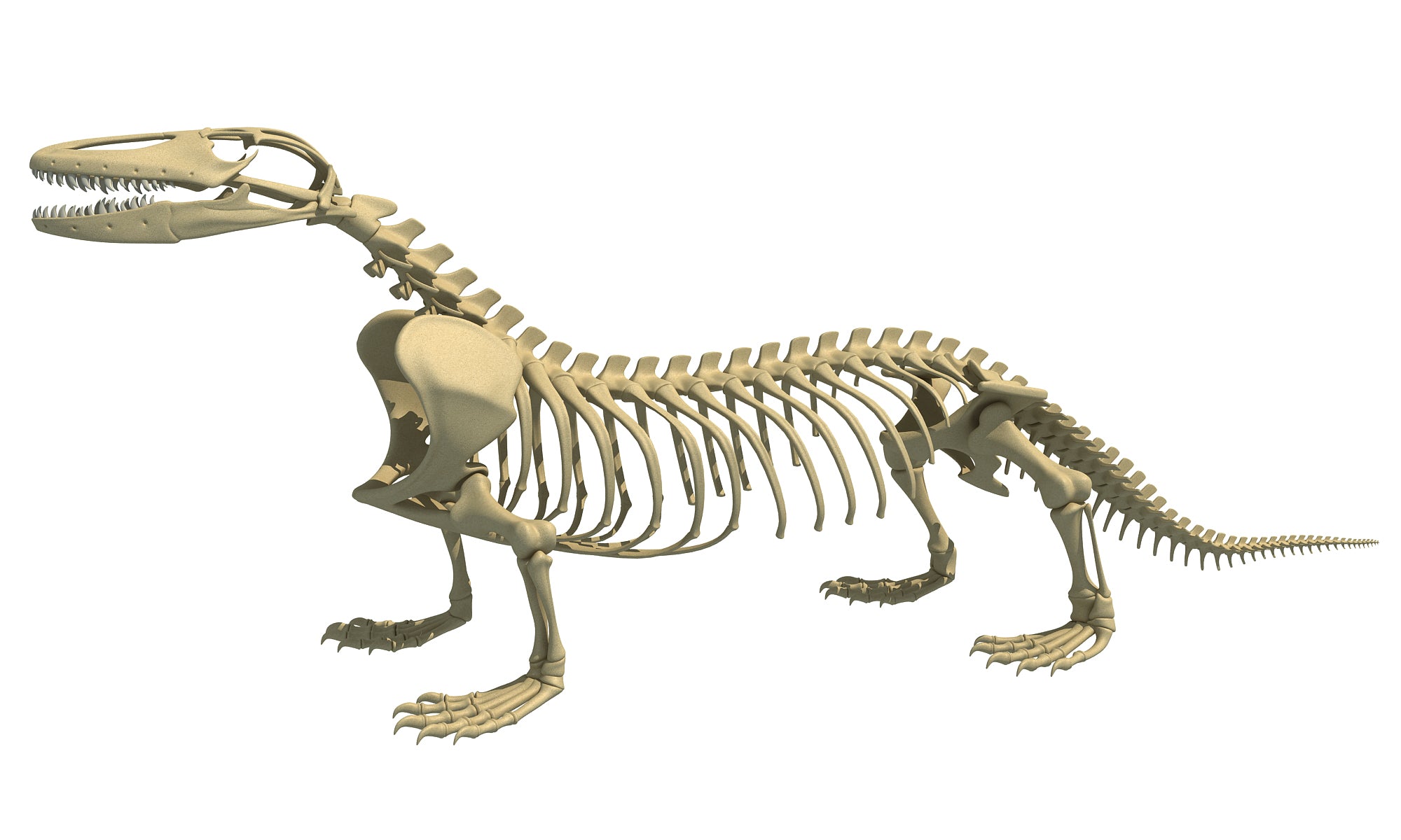 Komodo Dragon Skeleton