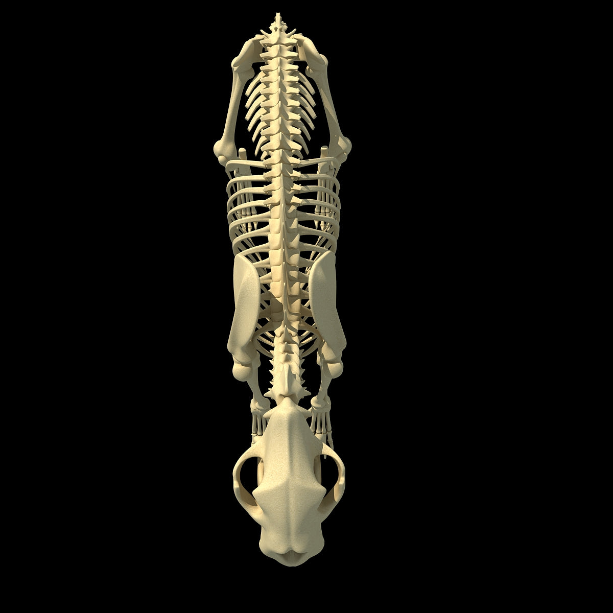 Lion Skeleton