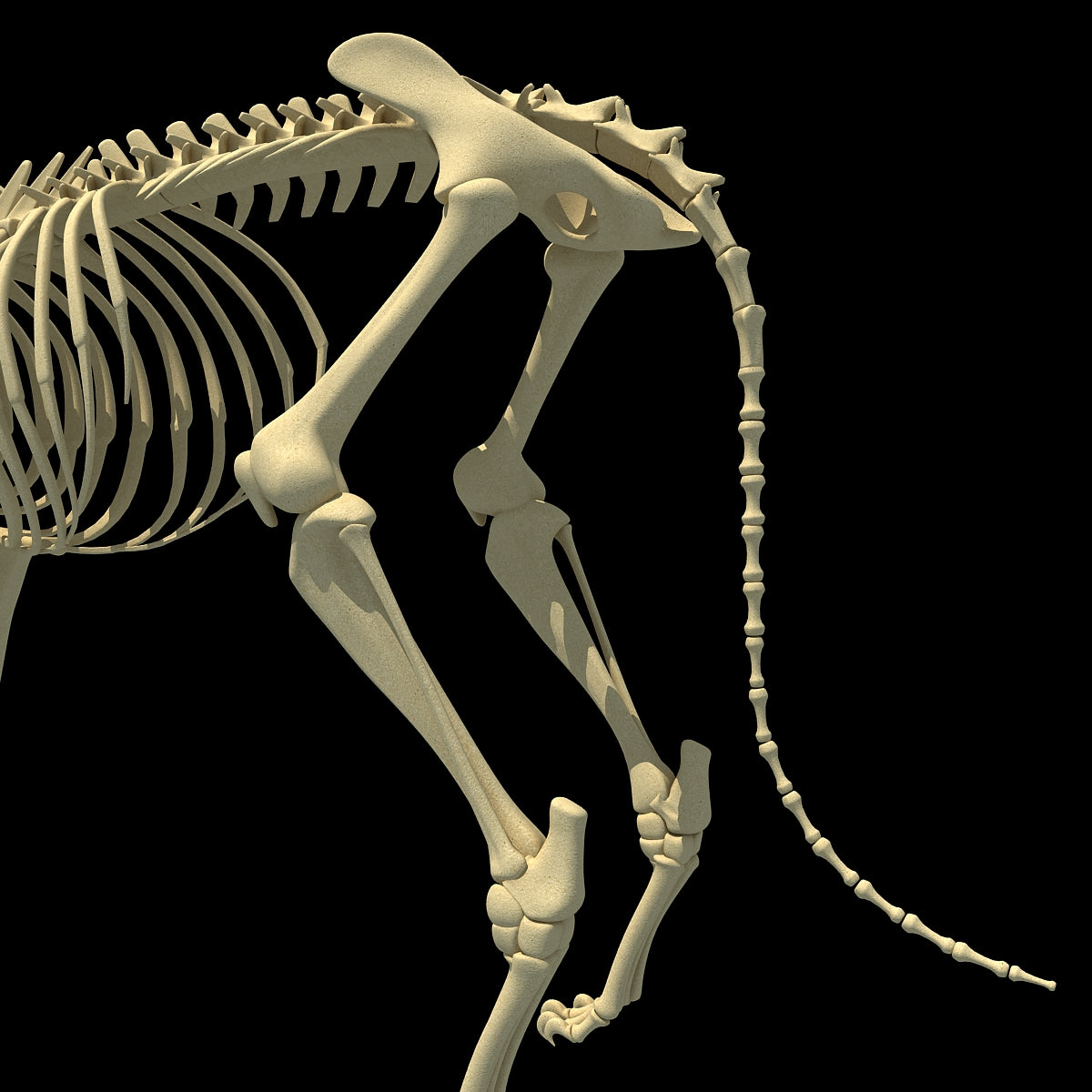 Lion Skeleton 3D Model