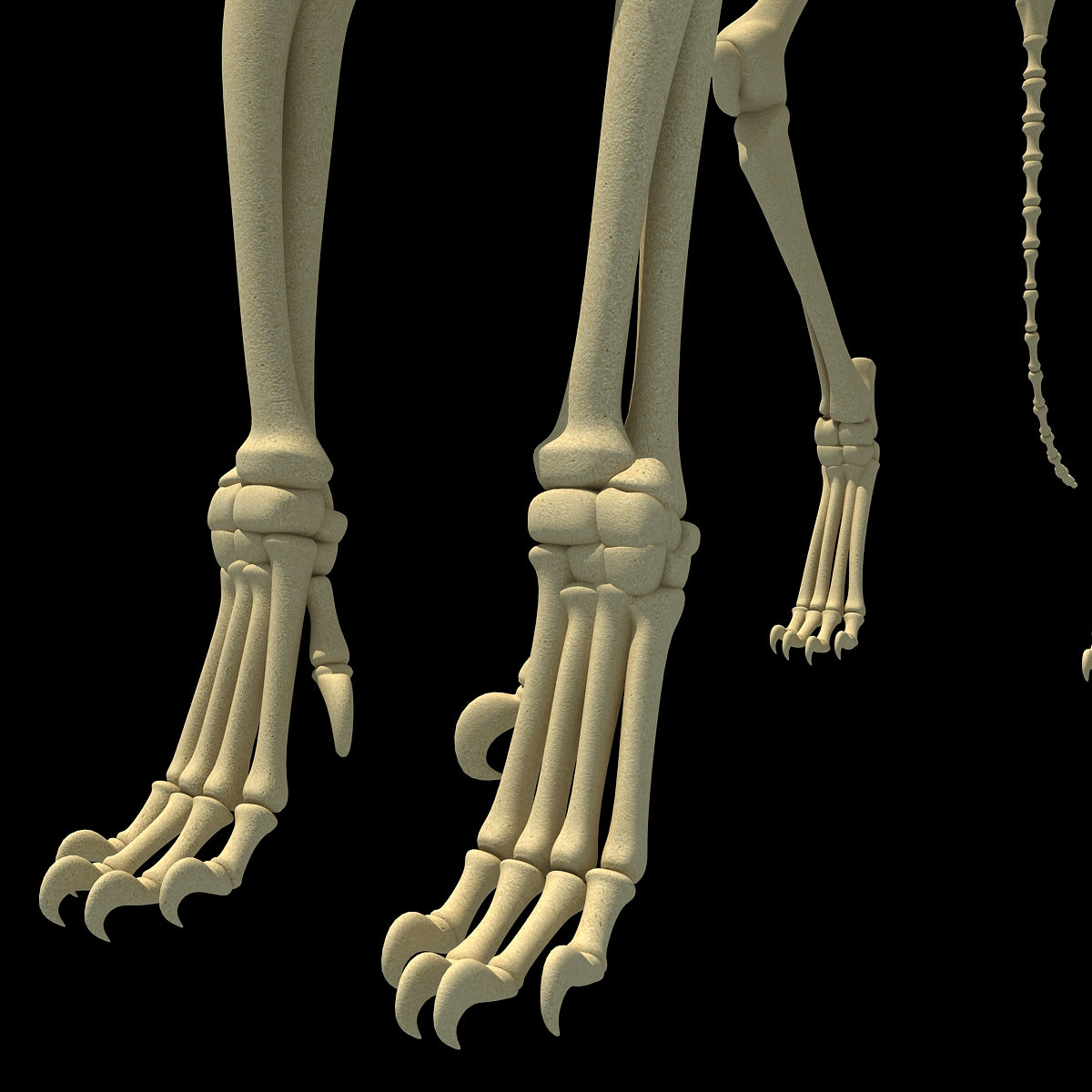 Lion Skeleton 3D Model