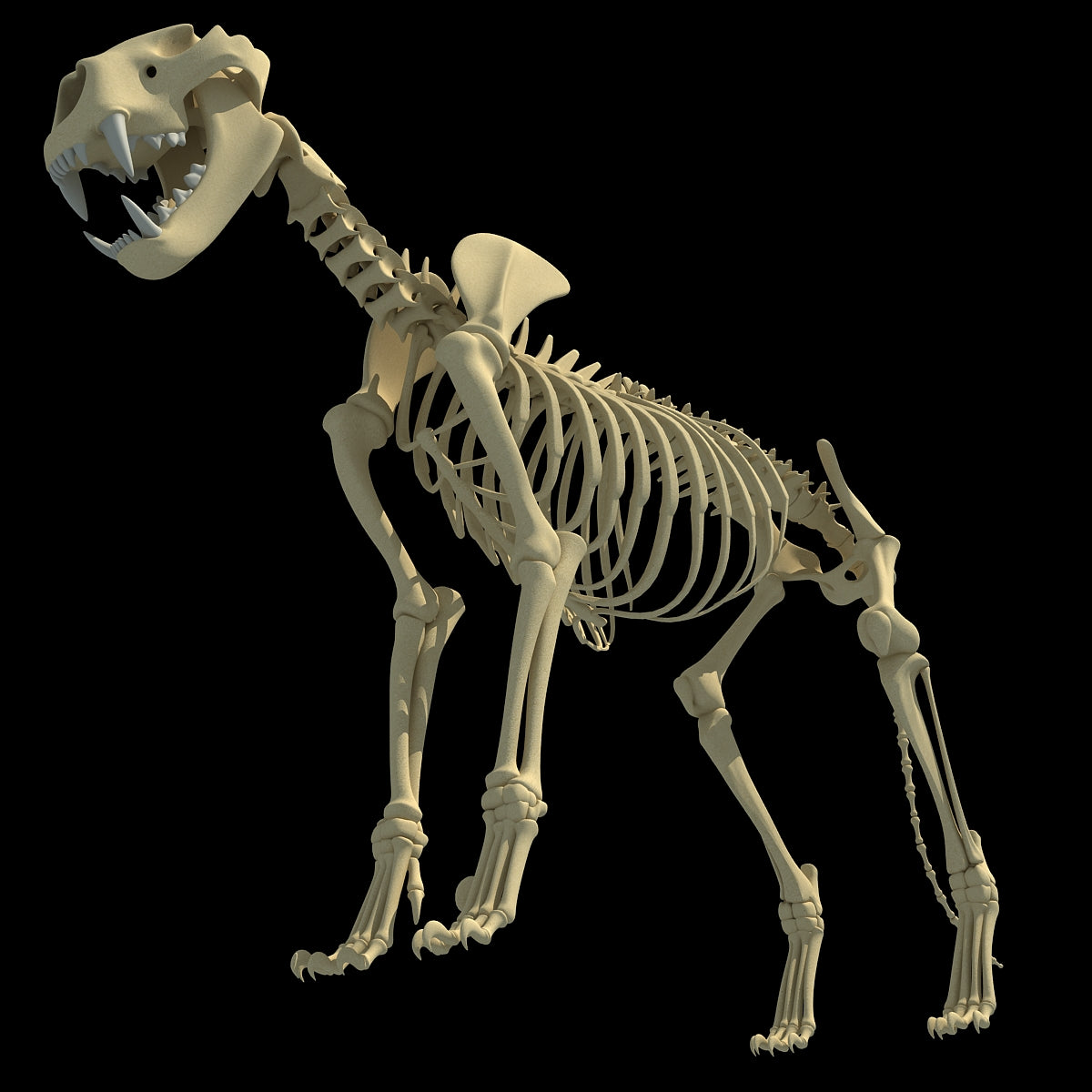 Lion Skeleton 3D Model