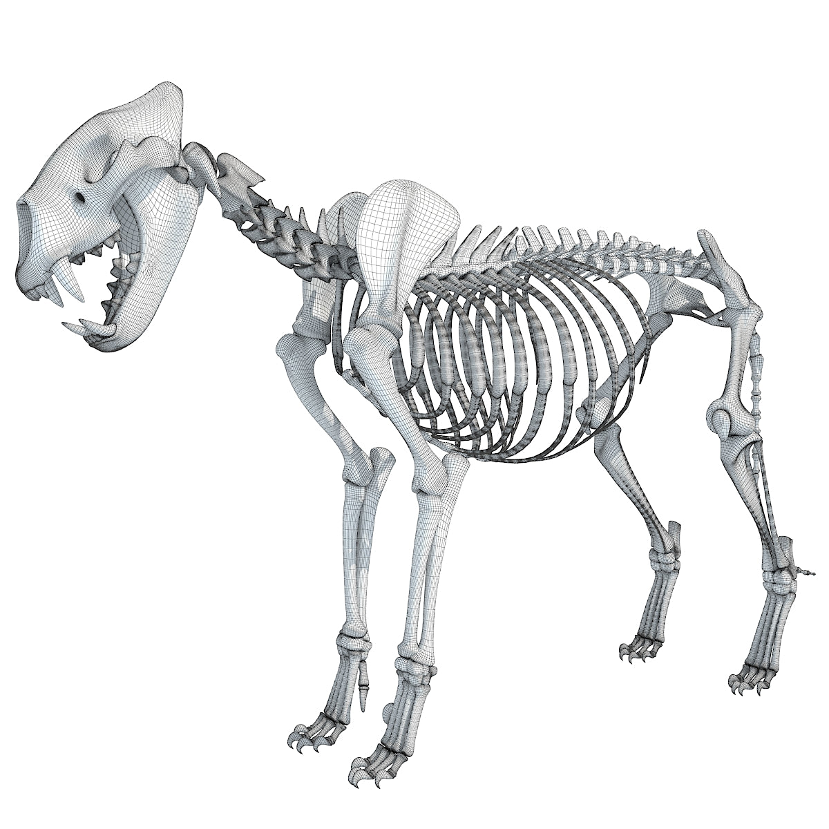 Lion Skeleton 3D Model