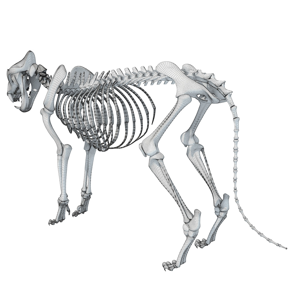 Lion Skeleton 3D Model