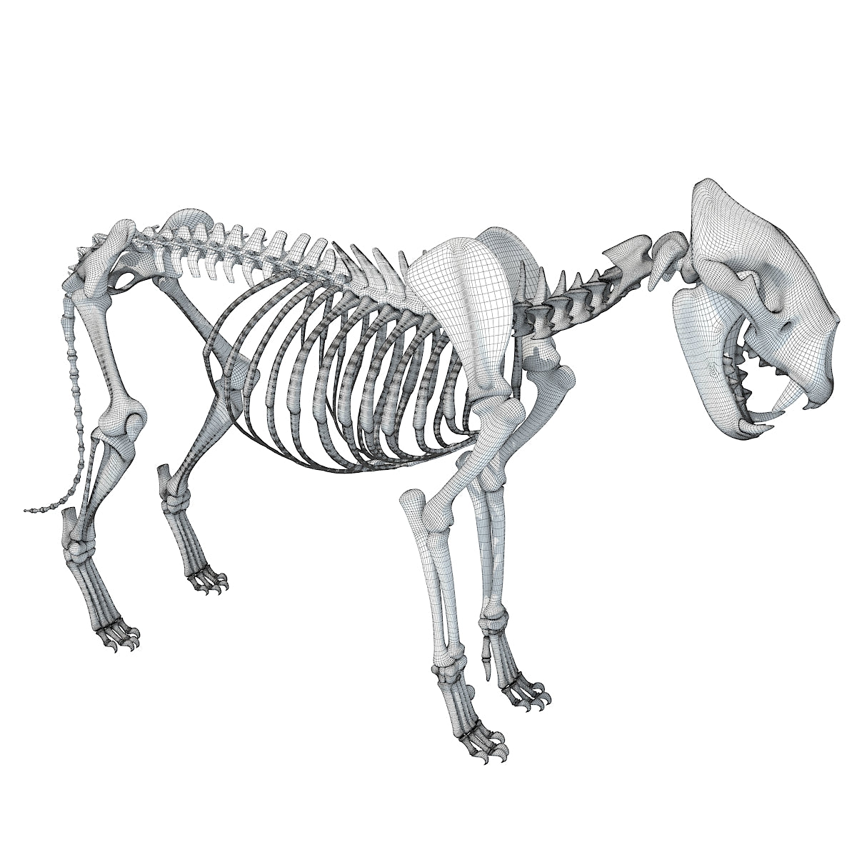 Lion Skeleton 3D Model