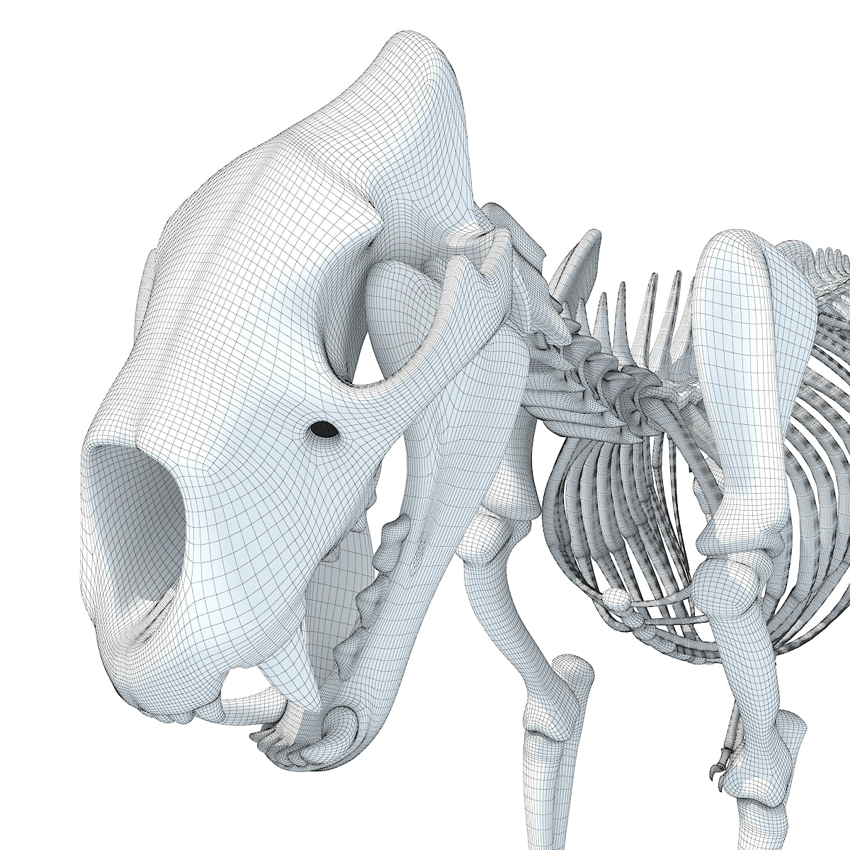 Lion Skeleton 3D Model