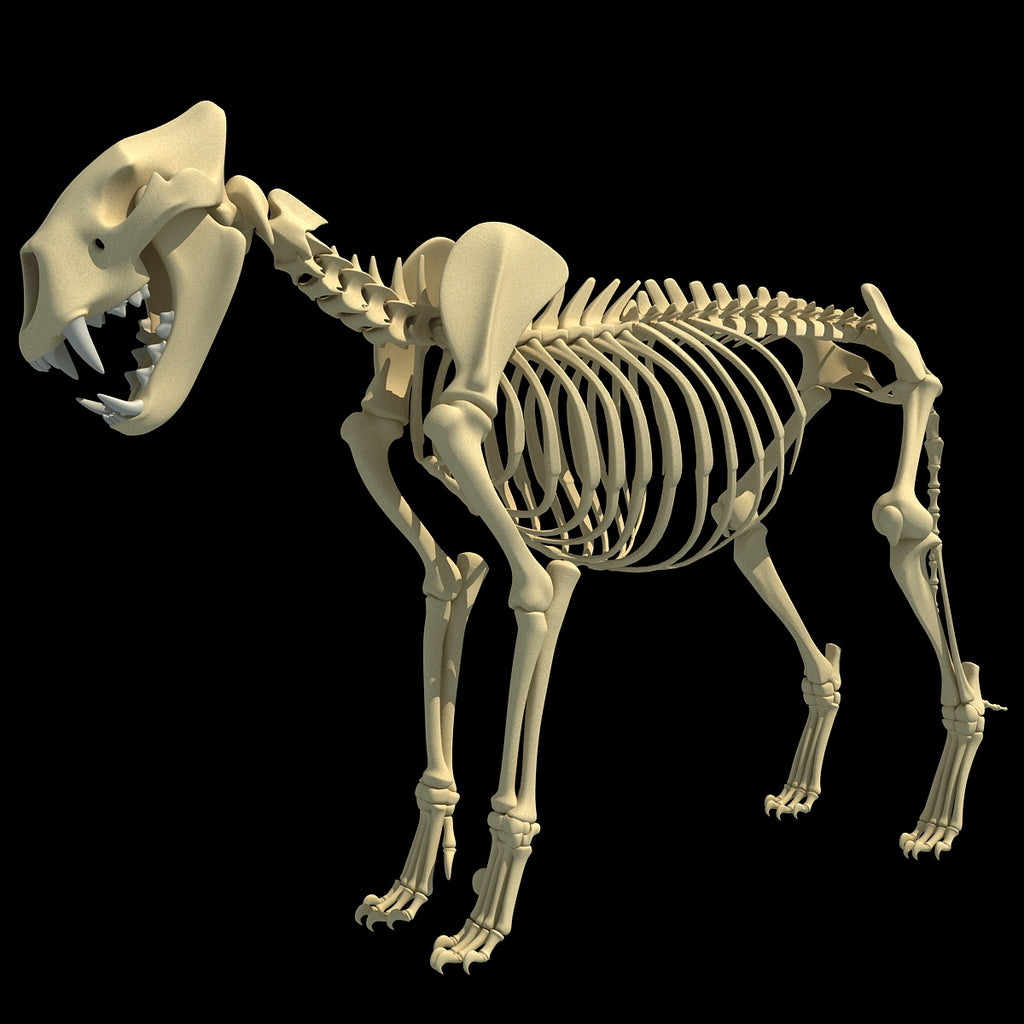 Lion Skeleton