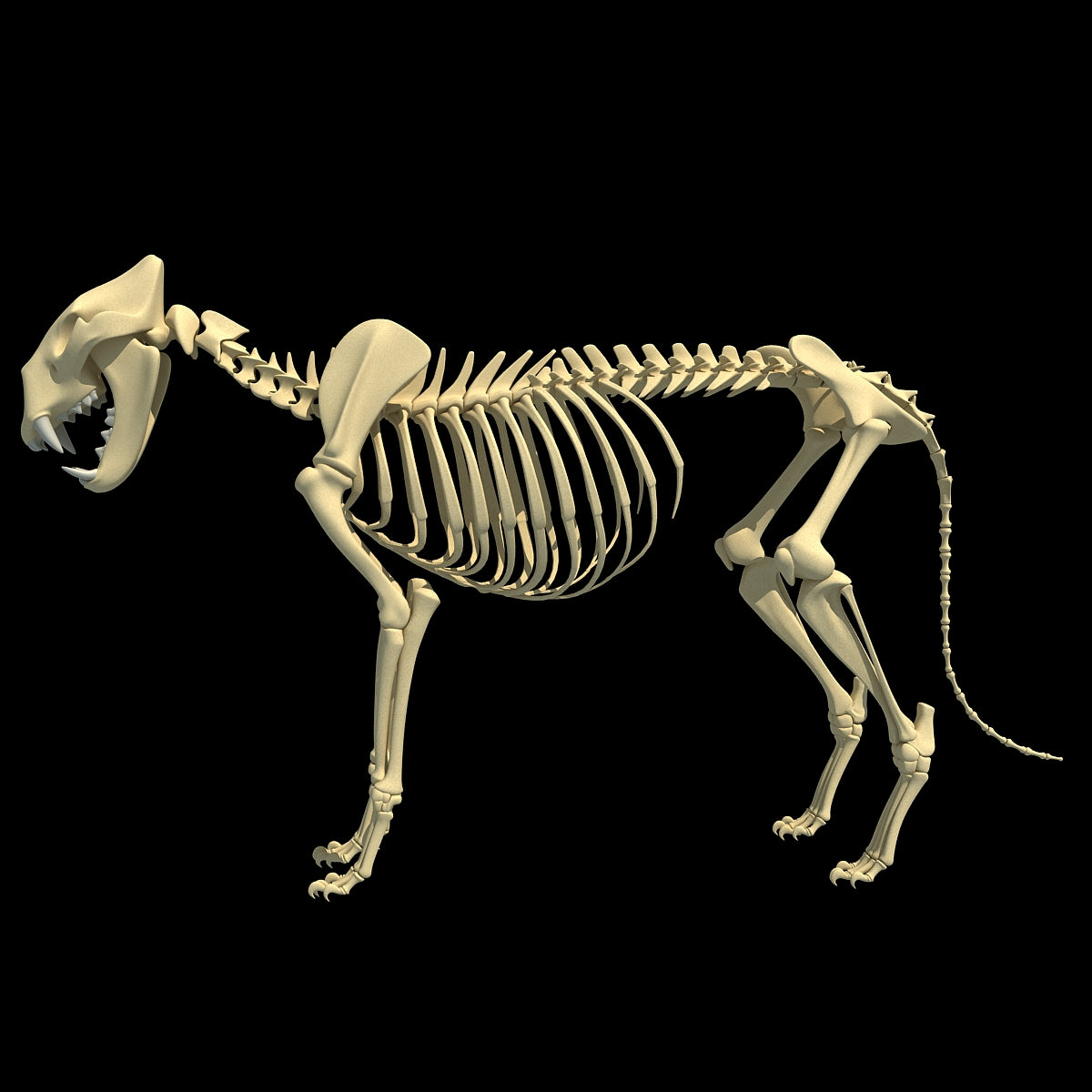 Lion Skeleton