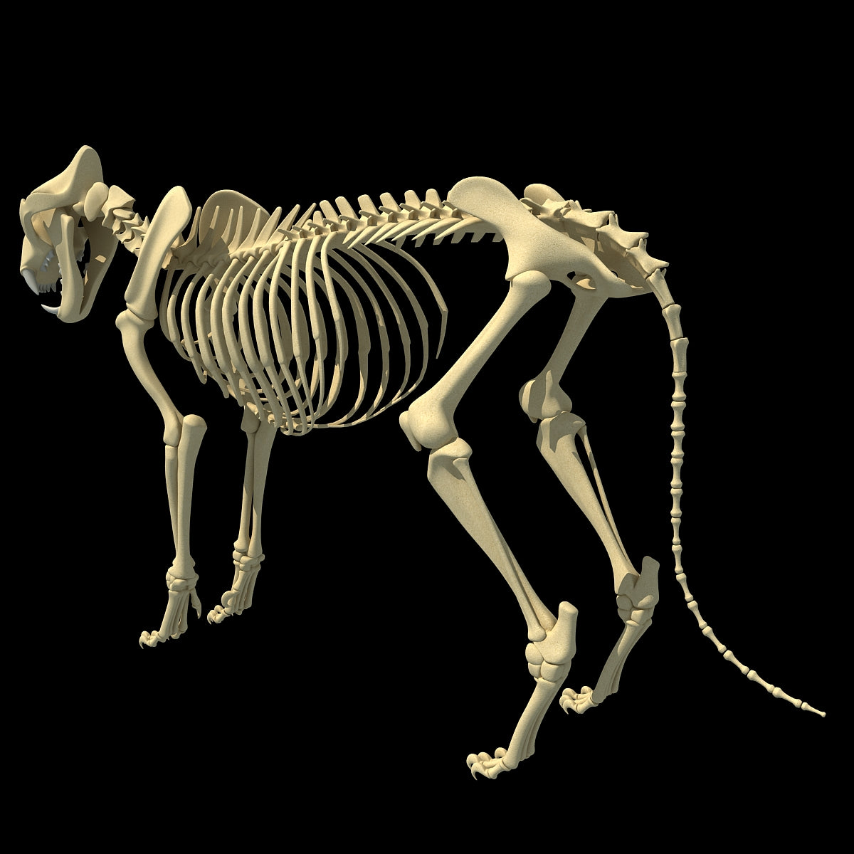 Lion Skeleton