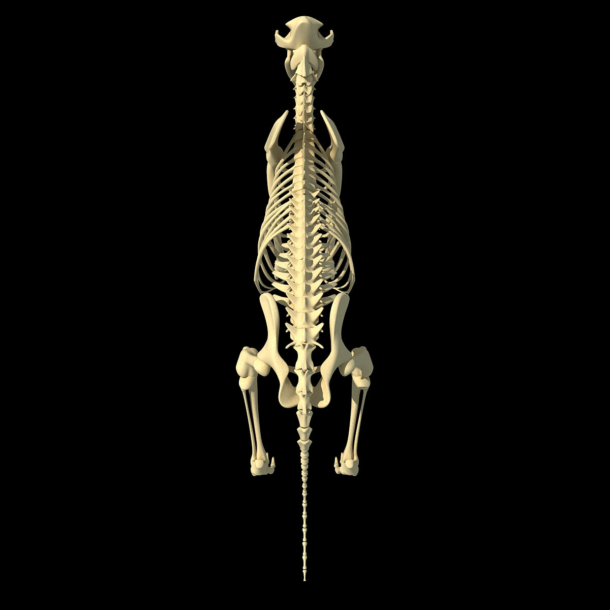 Lion Skeleton