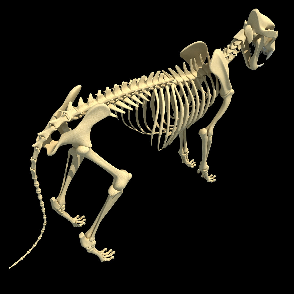 Lion Skeleton