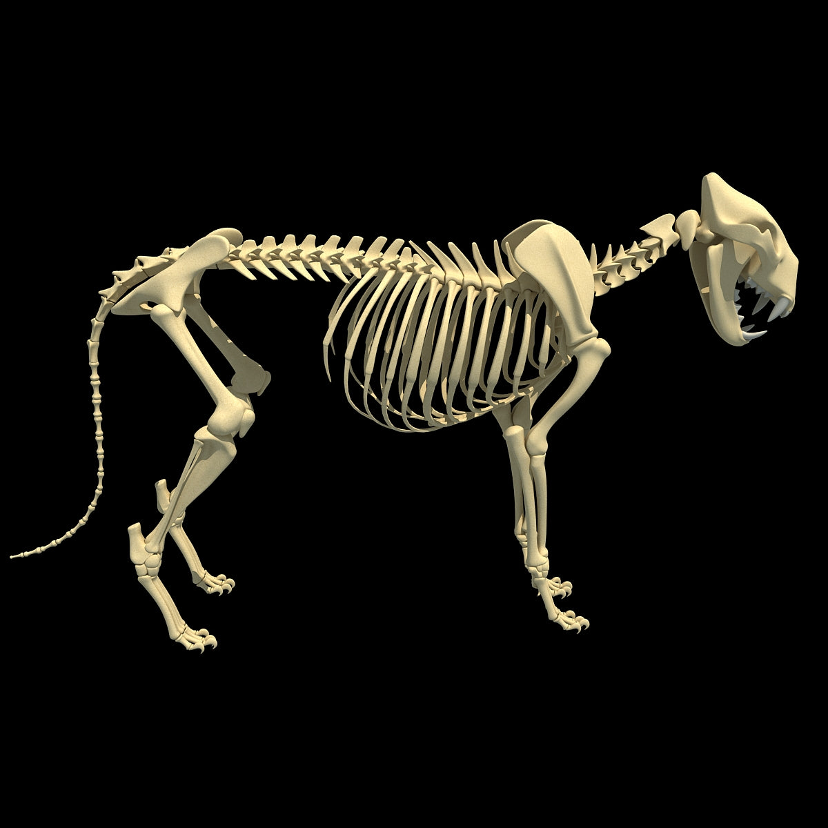 Lion Skeleton