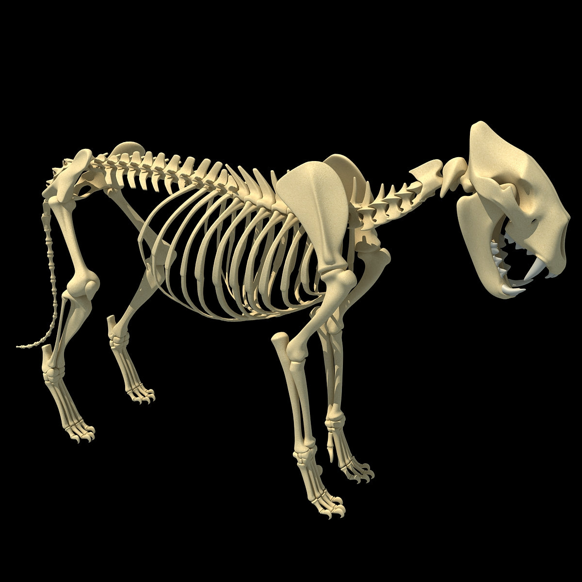 Lion Skeleton 3D Model