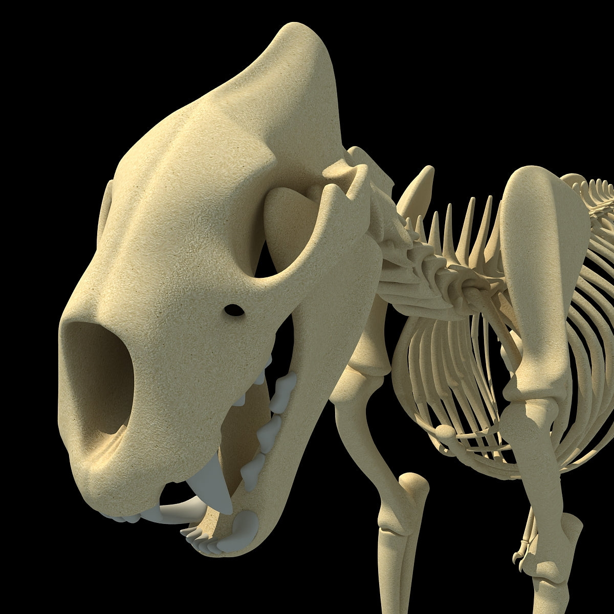 Lion Skeleton 3D Model