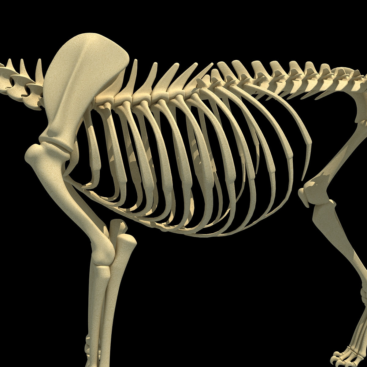 Lion Skeleton 3D Model