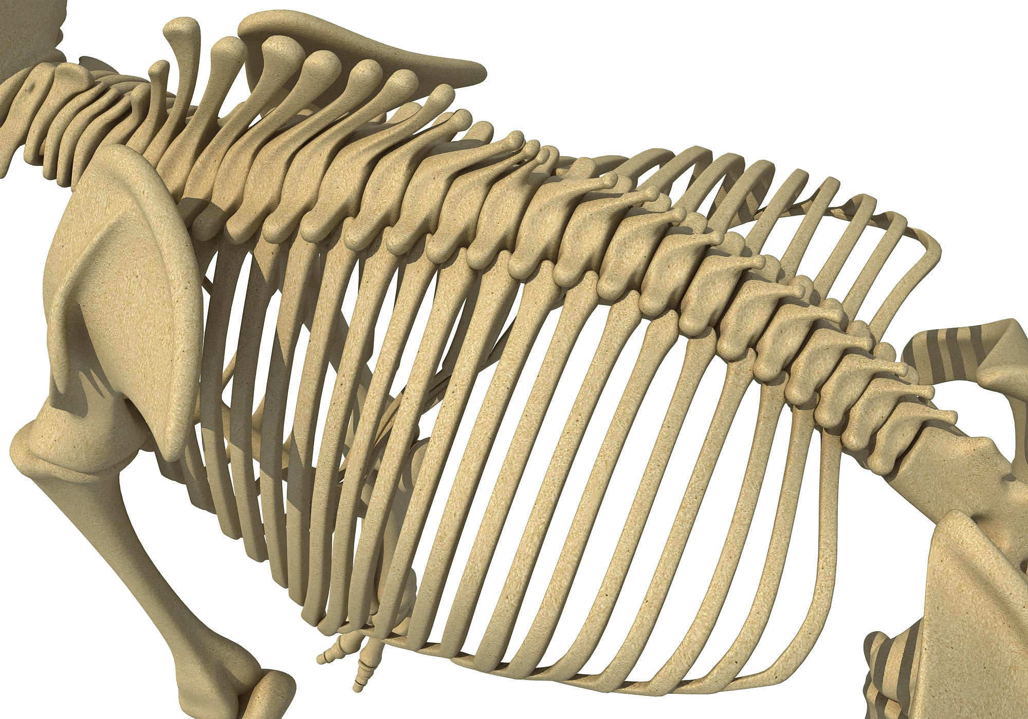 Mammoth Skeleton