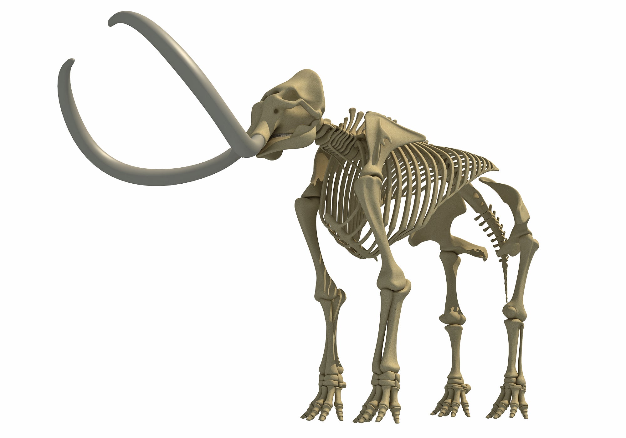 Mammoth Skeleton