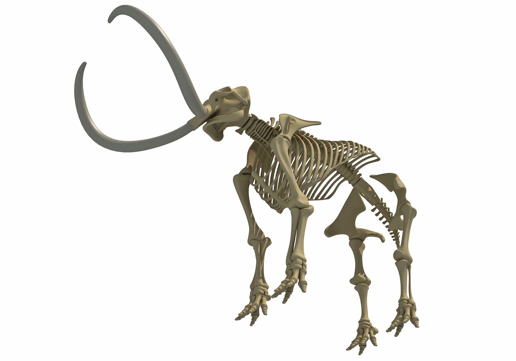 Mammoth Skeleton