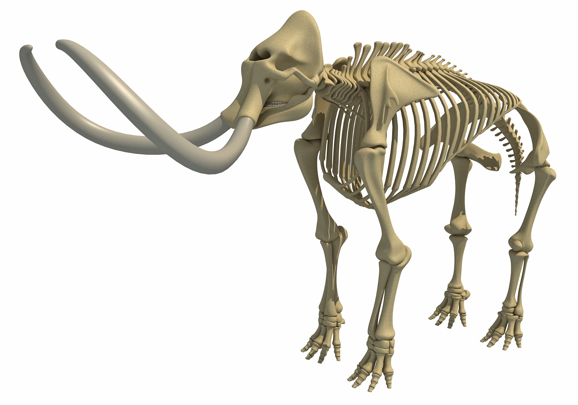 Mammoth Skeleton