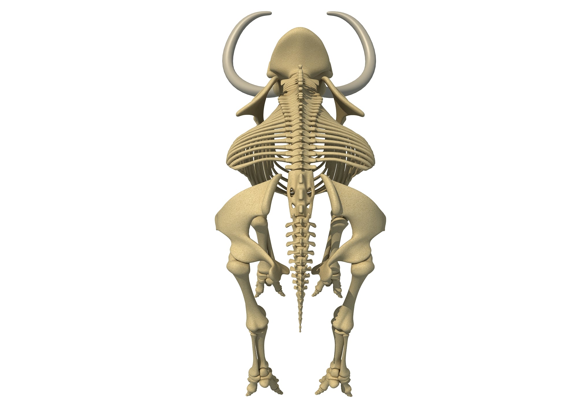 Mammoth Skeleton