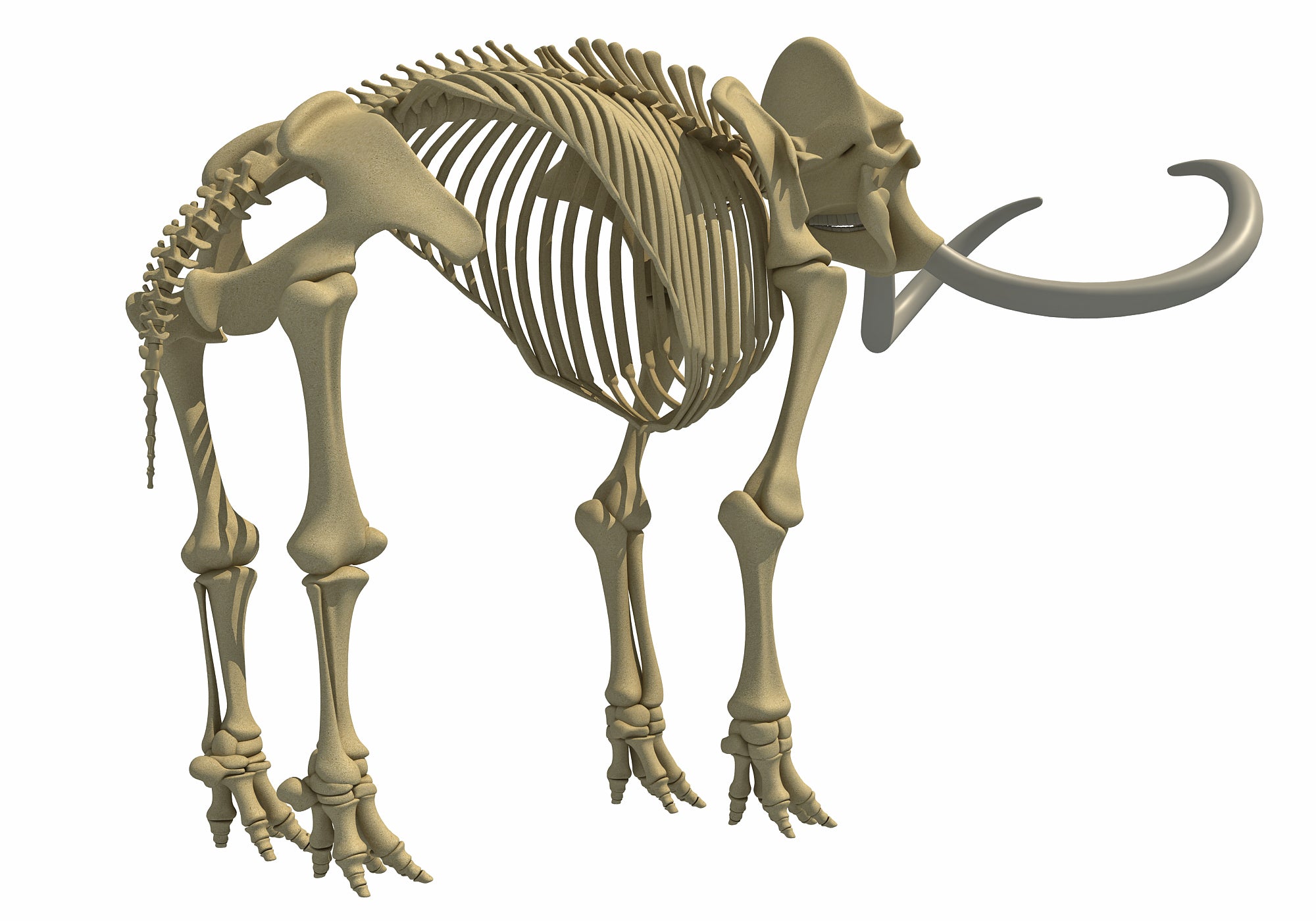 Mammoth Skeleton