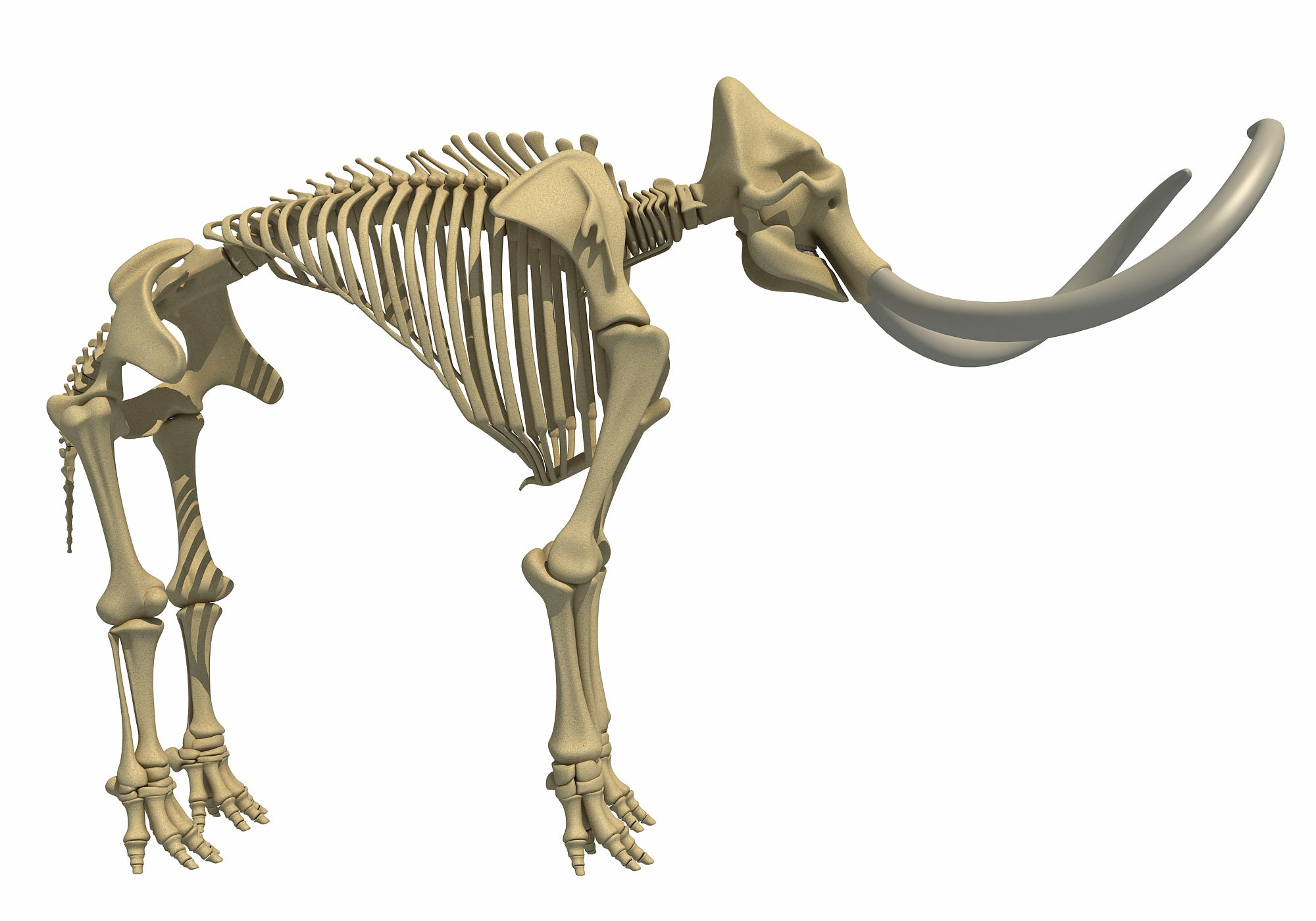 Mammoth Skeleton