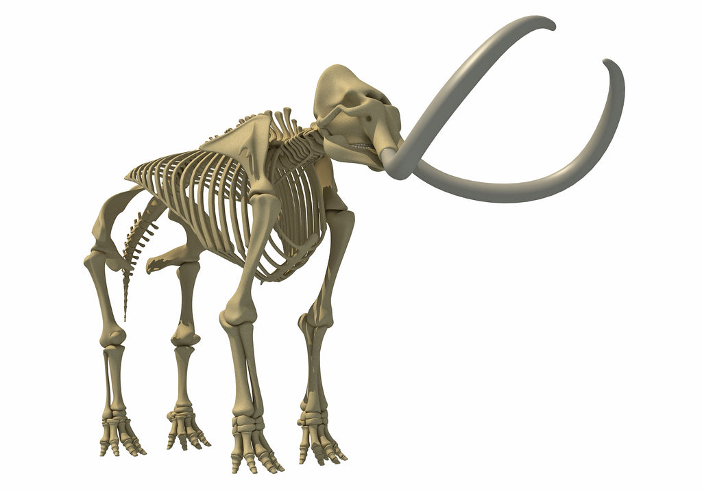 Mammoth Skeleton