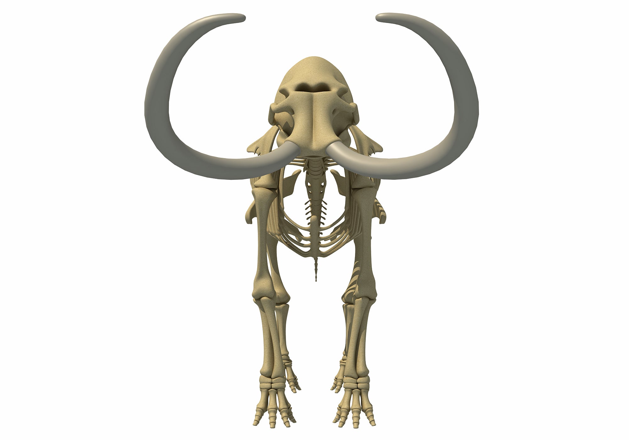 Mammoth Skeleton