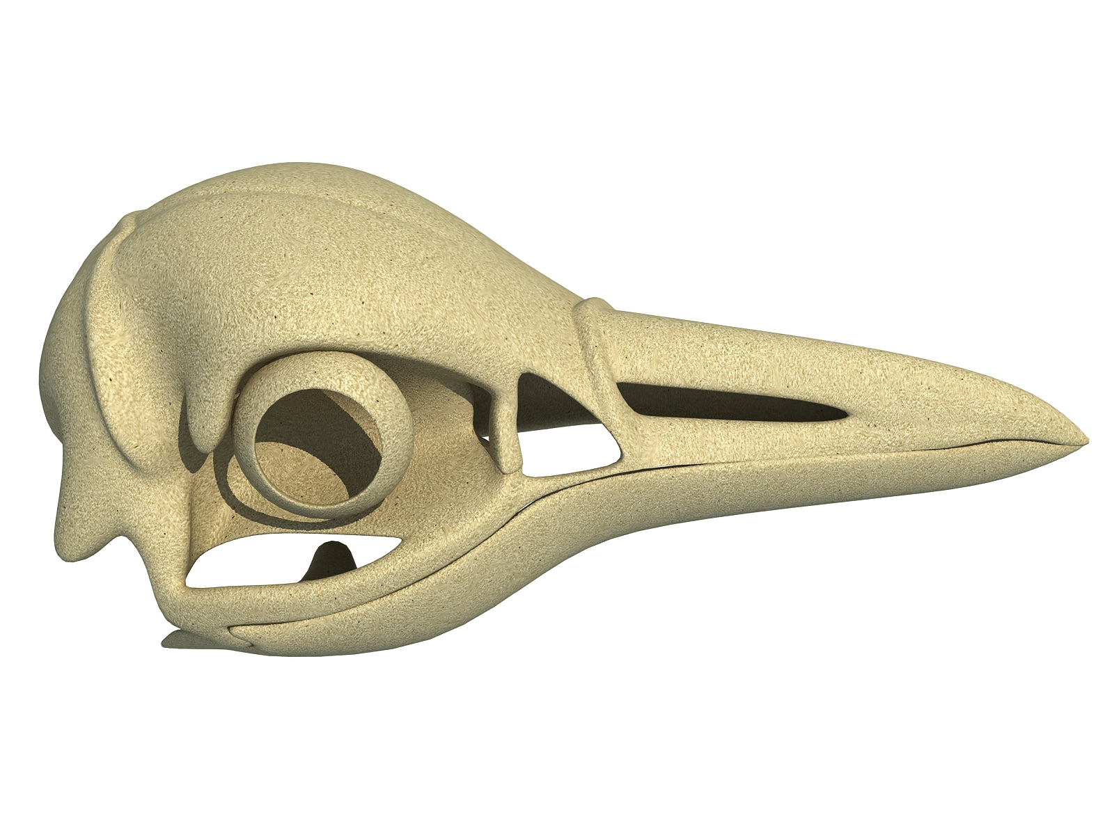Penguin Skull