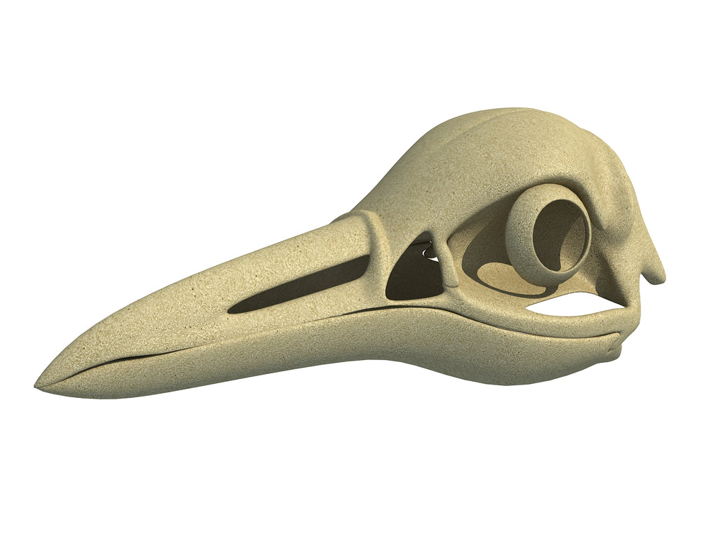 Penguin Skull