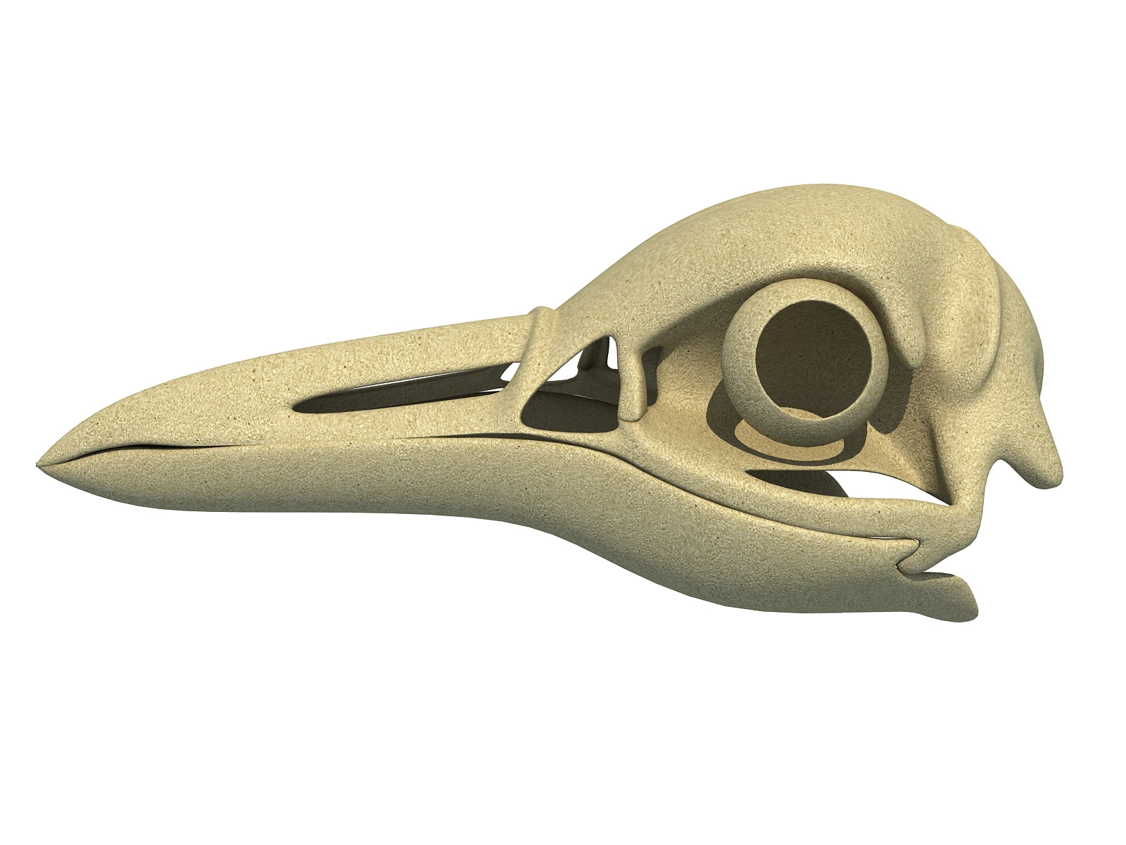 Penguin Skull