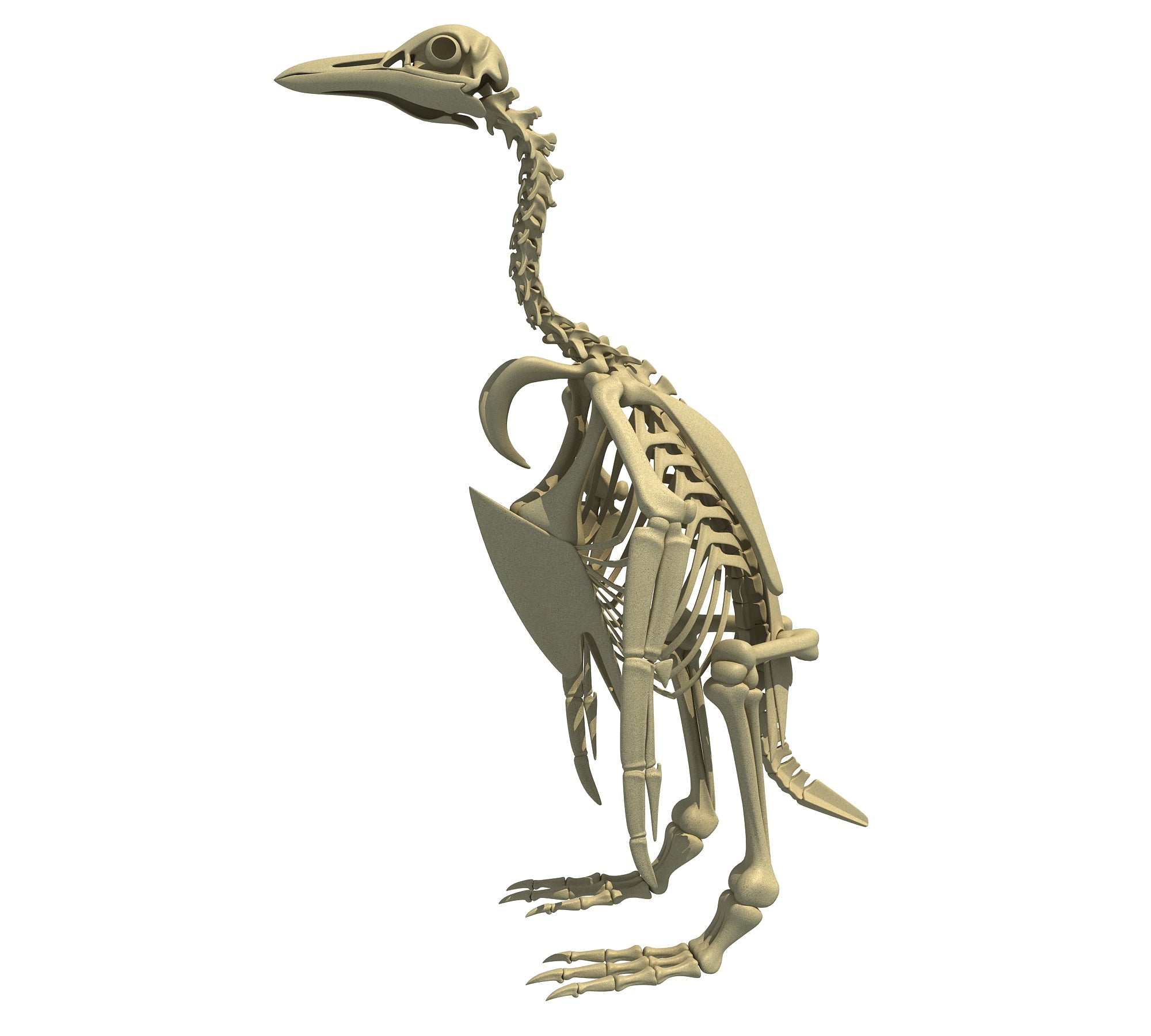 Penguin Skeleton