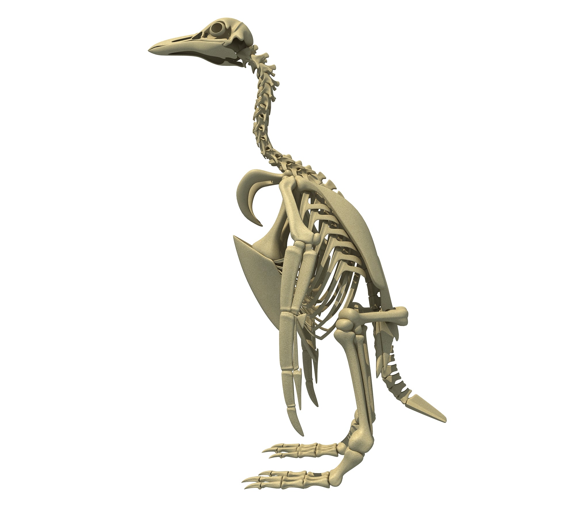 Penguin Skeleton