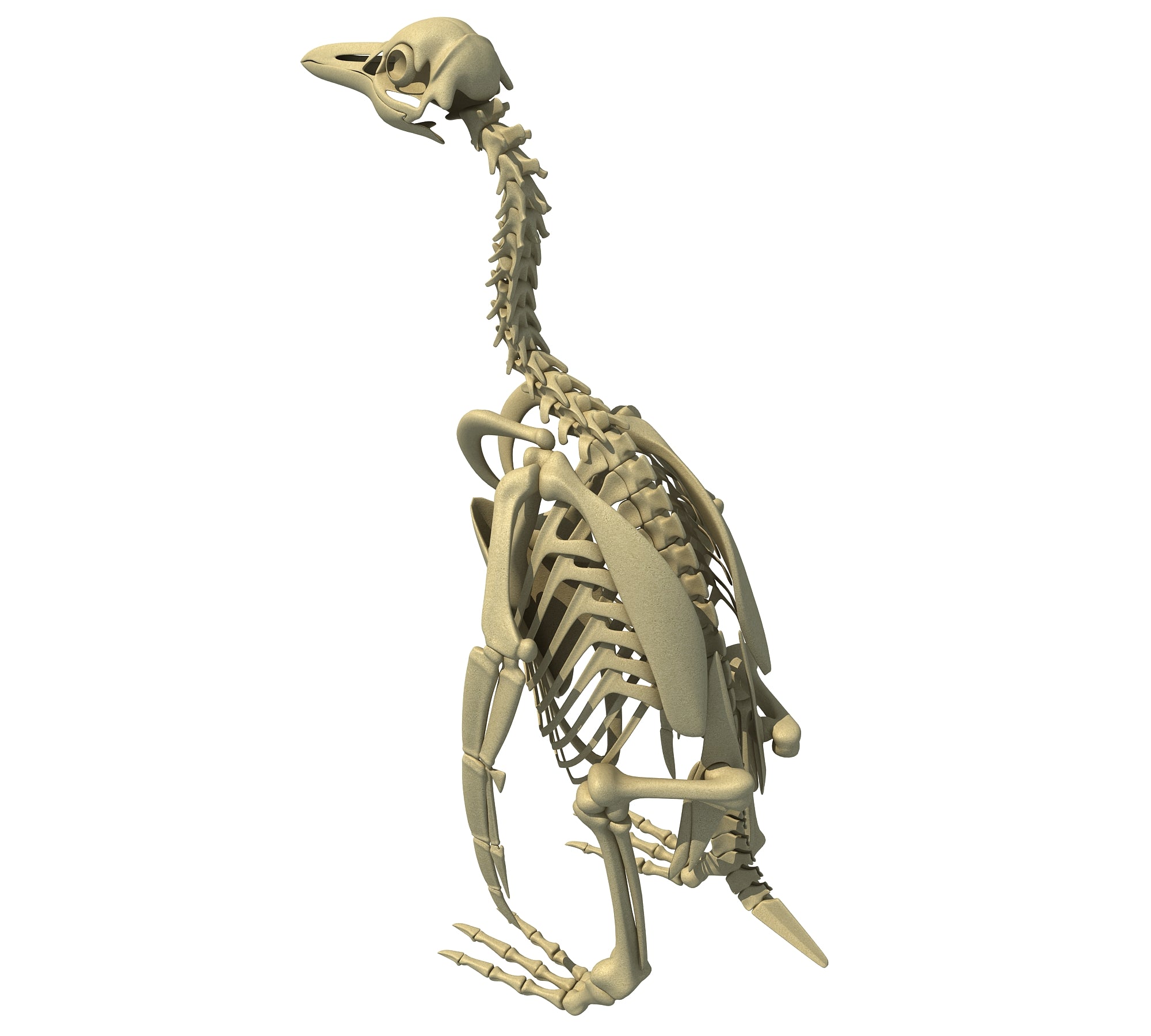 Penguin Skeleton