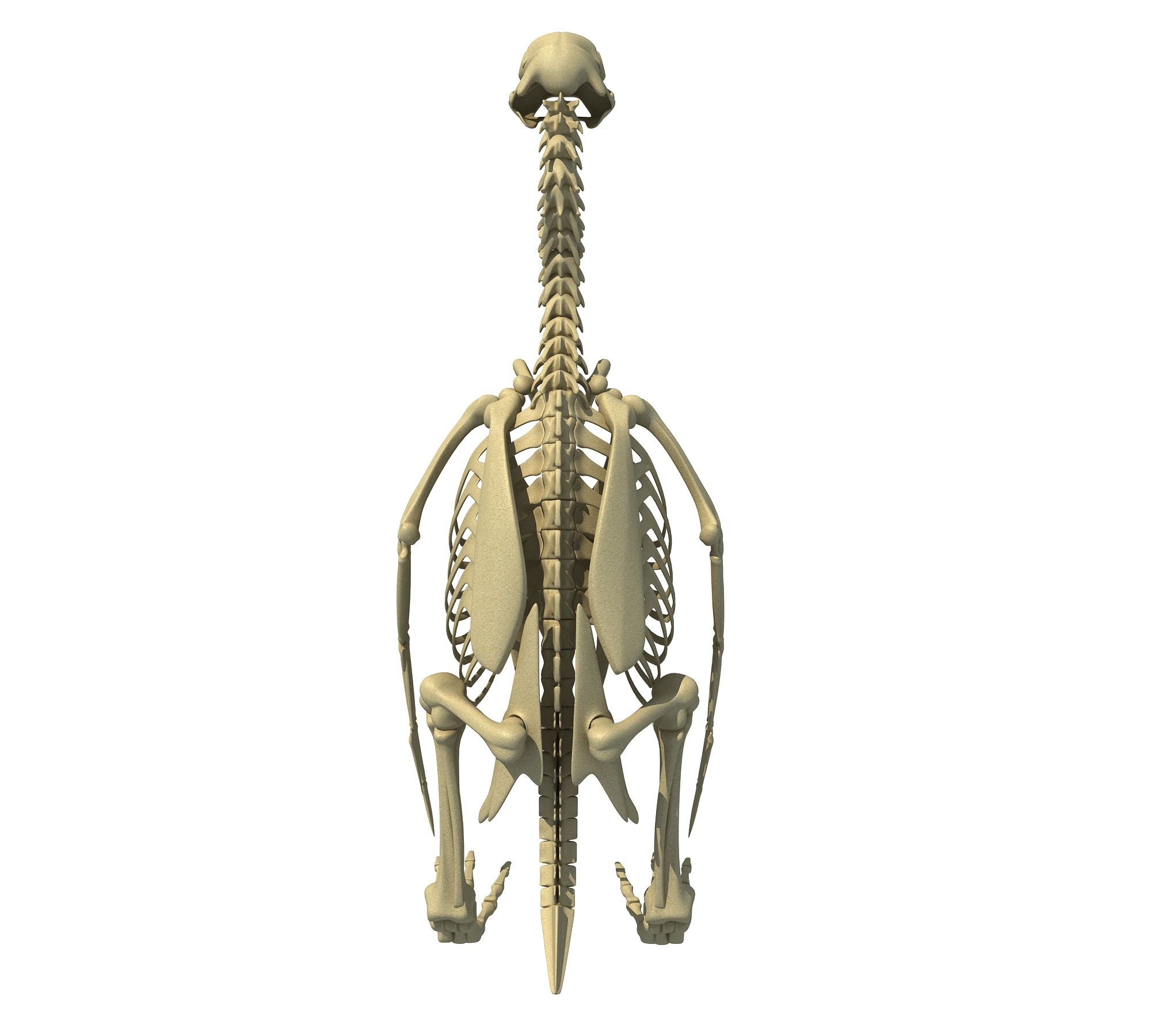 Penguin Skeleton