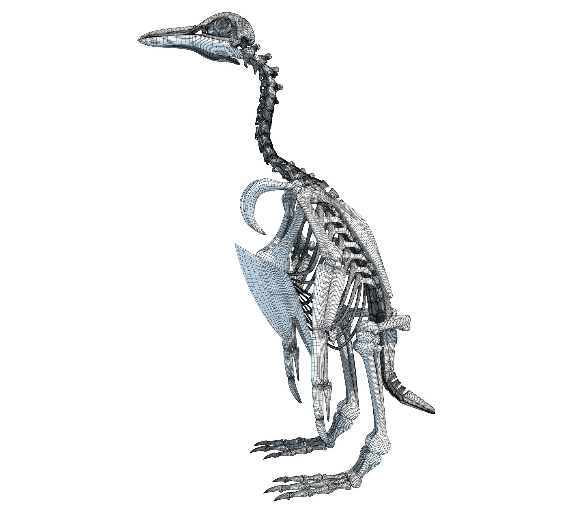 Penguin Skeleton