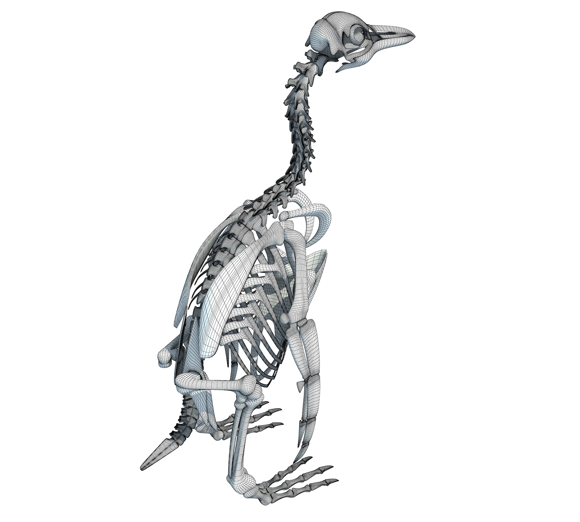 Penguin Skeleton