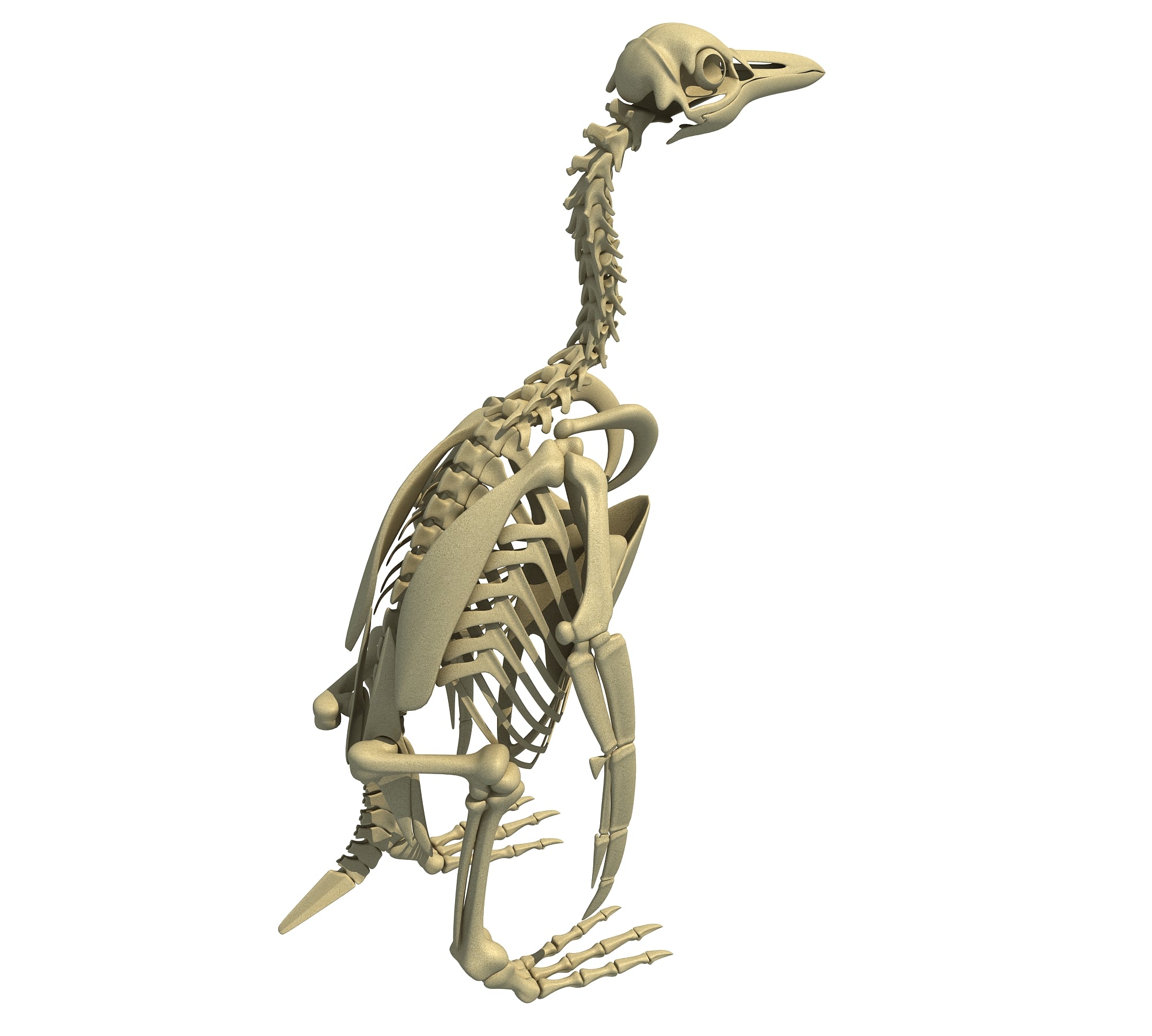 Penguin Skeleton