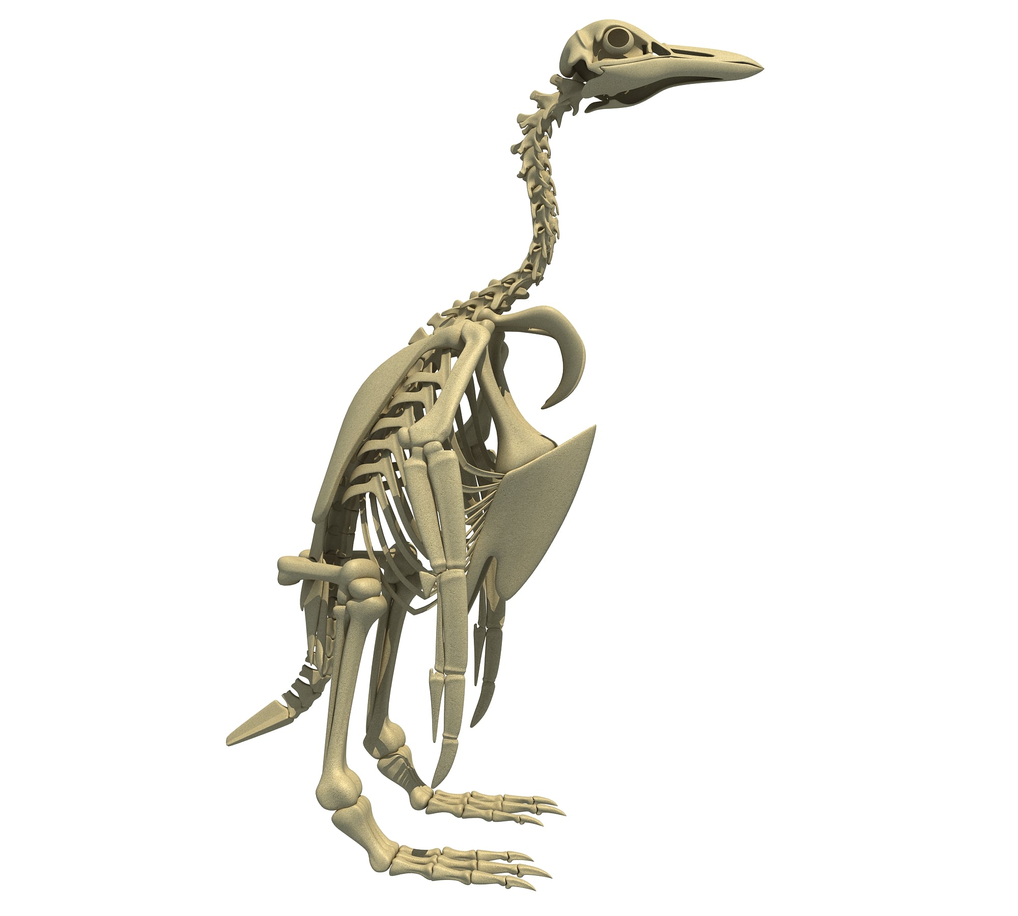 Penguin Skeleton