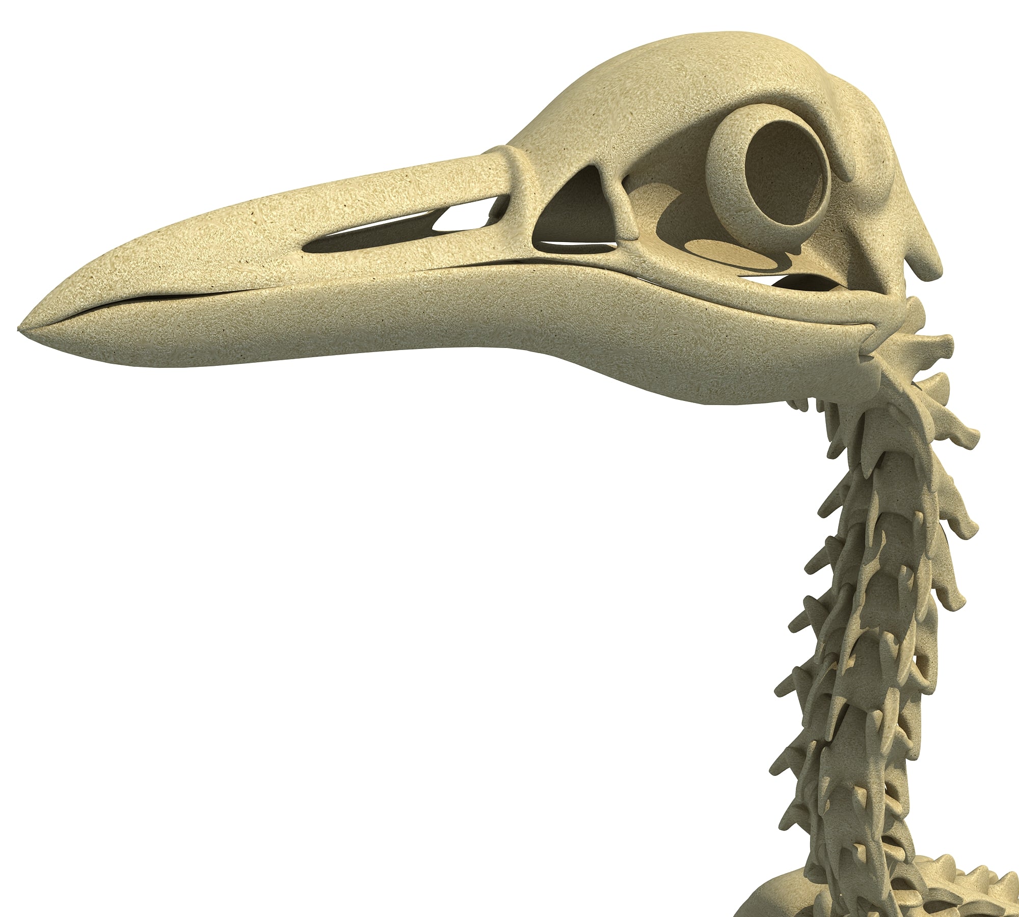 Penguin Skeleton