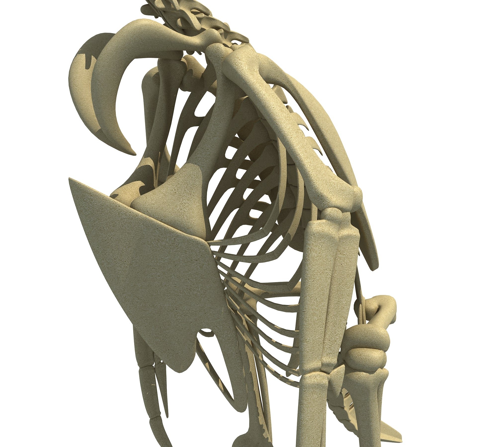 Penguin Skeleton